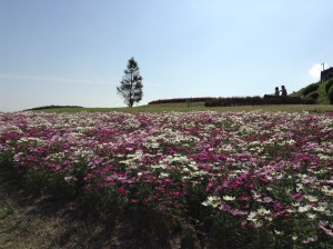 平野　１０２８花さじき　1